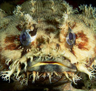 Toadfish